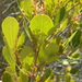 Searsia lucida - Photo (c) Nicola van Berkel,  זכויות יוצרים חלקיות (CC BY-SA), הועלה על ידי Nicola van Berkel