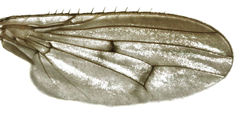 Helosciomyzidae