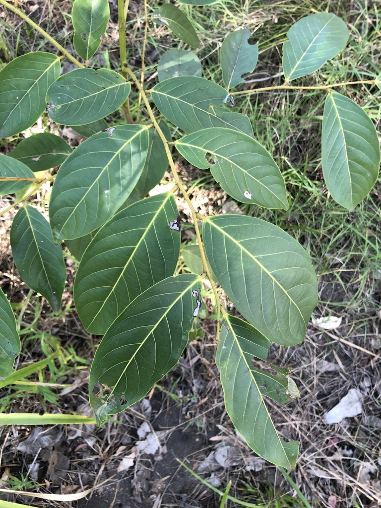 umbrella cheese tree from Delawar Rd, Warner, QLD, AU on May 30, 2023
