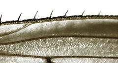 Helosciomyzidae