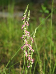 Spiranthes sinensis