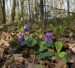 Viola suavis