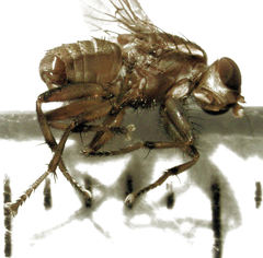 Helosciomyzidae