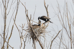 Phalacrocorax carbo