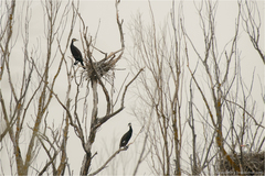 Phalacrocorax carbo