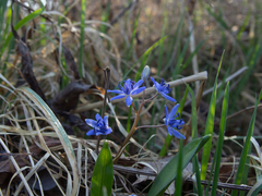 Scilla vindobonensis