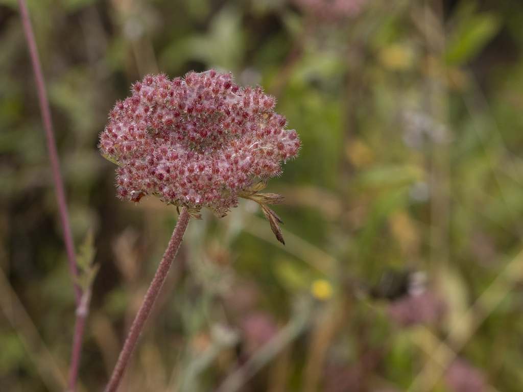 American wild carrot from Sycamore Canyon Preserve, San Diego ...