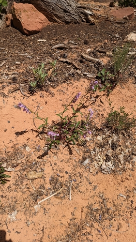 Image of Penstemon laevis by (c) Darrin Gobble, some rights reserved (CC BY)