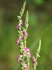 Spiranthes sinensis