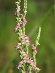 Spiranthes sinensis