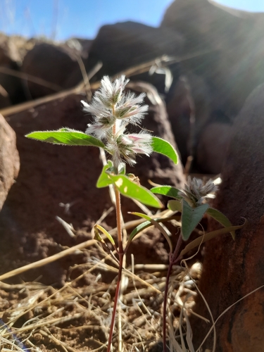 Image of Nelsia quadrangula by no rights reserved