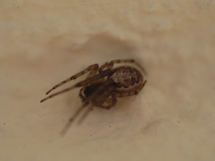 Zygiella x-notata
