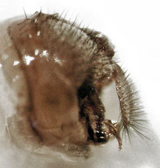 Helosciomyzidae