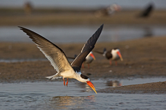 Indian Skimmer photo 2