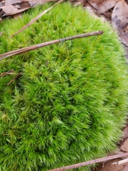 Dicranum condensatum