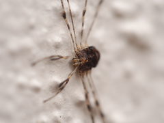 Dicranopalpus ramosus