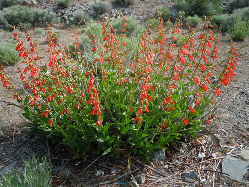 firecracker penstemon