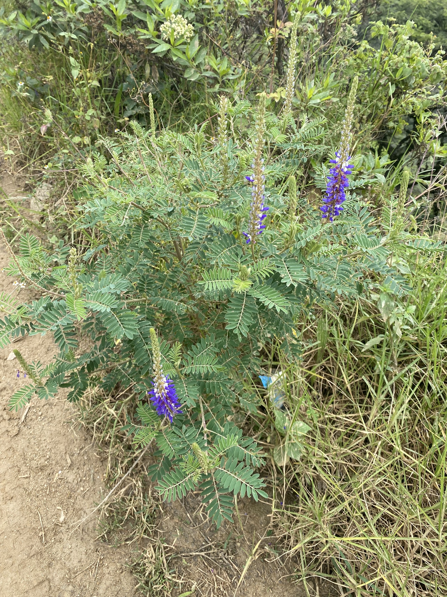 Dalea coerulea image