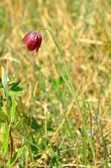 Fritillaria meleagroides