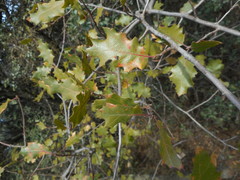 Quercus × ganderi