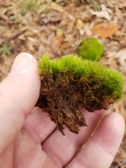 Dicranum condensatum