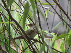 Locustella lanceolata