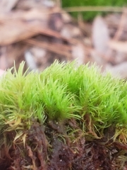 Dicranum condensatum