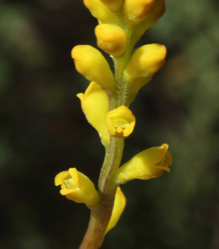 Synaphea gracillima