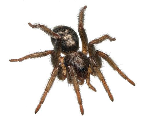 Eastern Parson Spider