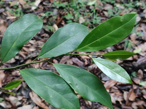 Gomphandra coriacea observed 2023-05-23