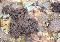 Umbilicaria phaea