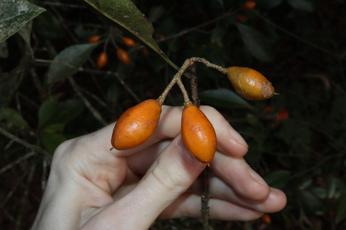 Veiny Pittosporum (Pittosporum venulosum)