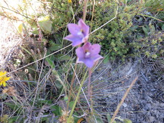 Thelymitra nervosa