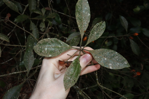 Image of Pittosporum venulosum by (c) Thomas Mesaglio, some rights reserved (CC BY)