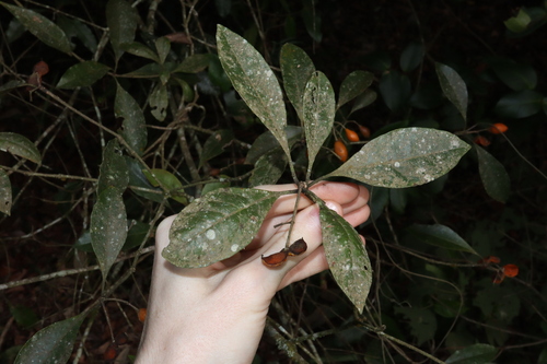 Image of Pittosporum venulosum by (c) Thomas Mesaglio, some rights reserved (CC BY)