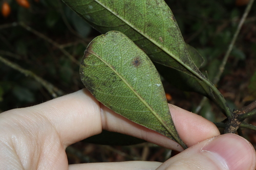 Image of Pittosporum venulosum by (c) Thomas Mesaglio, some rights reserved (CC BY)