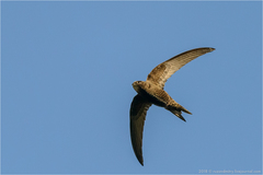 Common Swift photo 2