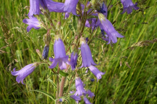 Siberian Bellflower