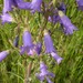 Siberian Bellflower - Photo (c) Богинский Евгений Иванович, some rights reserved (CC BY-NC), uploaded by Богинский Евгений Иванович