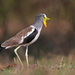 Lapwings - Photo (c) clicque, some rights reserved (CC BY-NC), uploaded by clicque