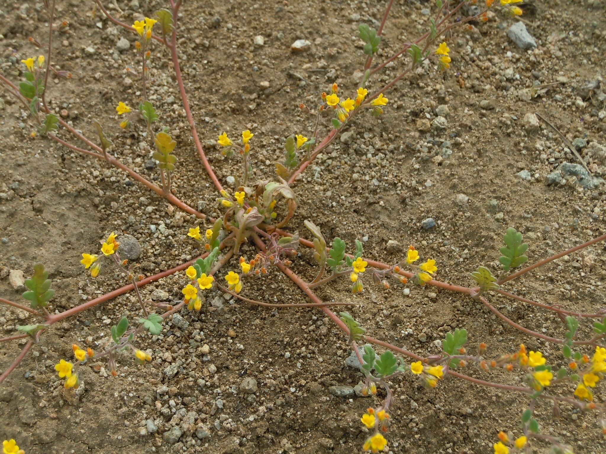 Glandular Yellow Phacelia (Phacelia adenophora)