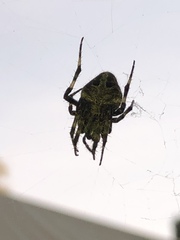Araneidae