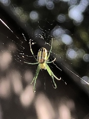 Leucauge