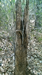 Zonosaurus laticaudatus