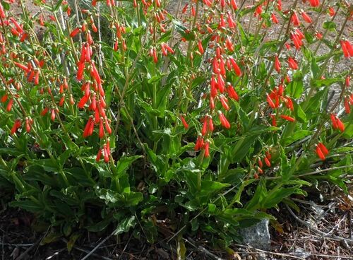 Penstemon eatonii