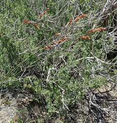 Indigofera nigromontana