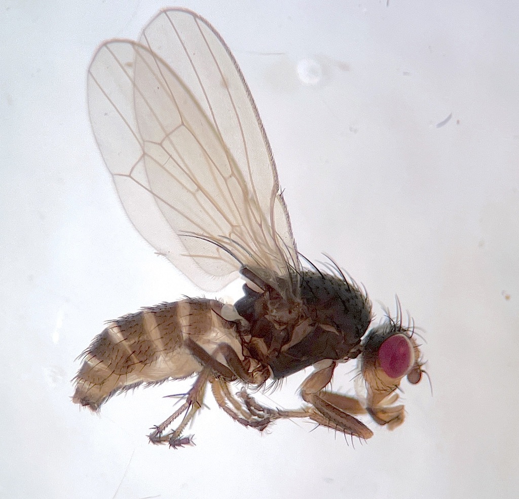 Prosopantrum flavifrons
