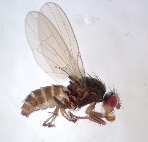 Prosopantrum flavifrons