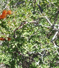 Indigofera nigromontana