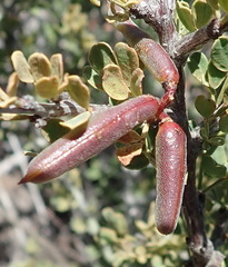 Indigofera nigromontana